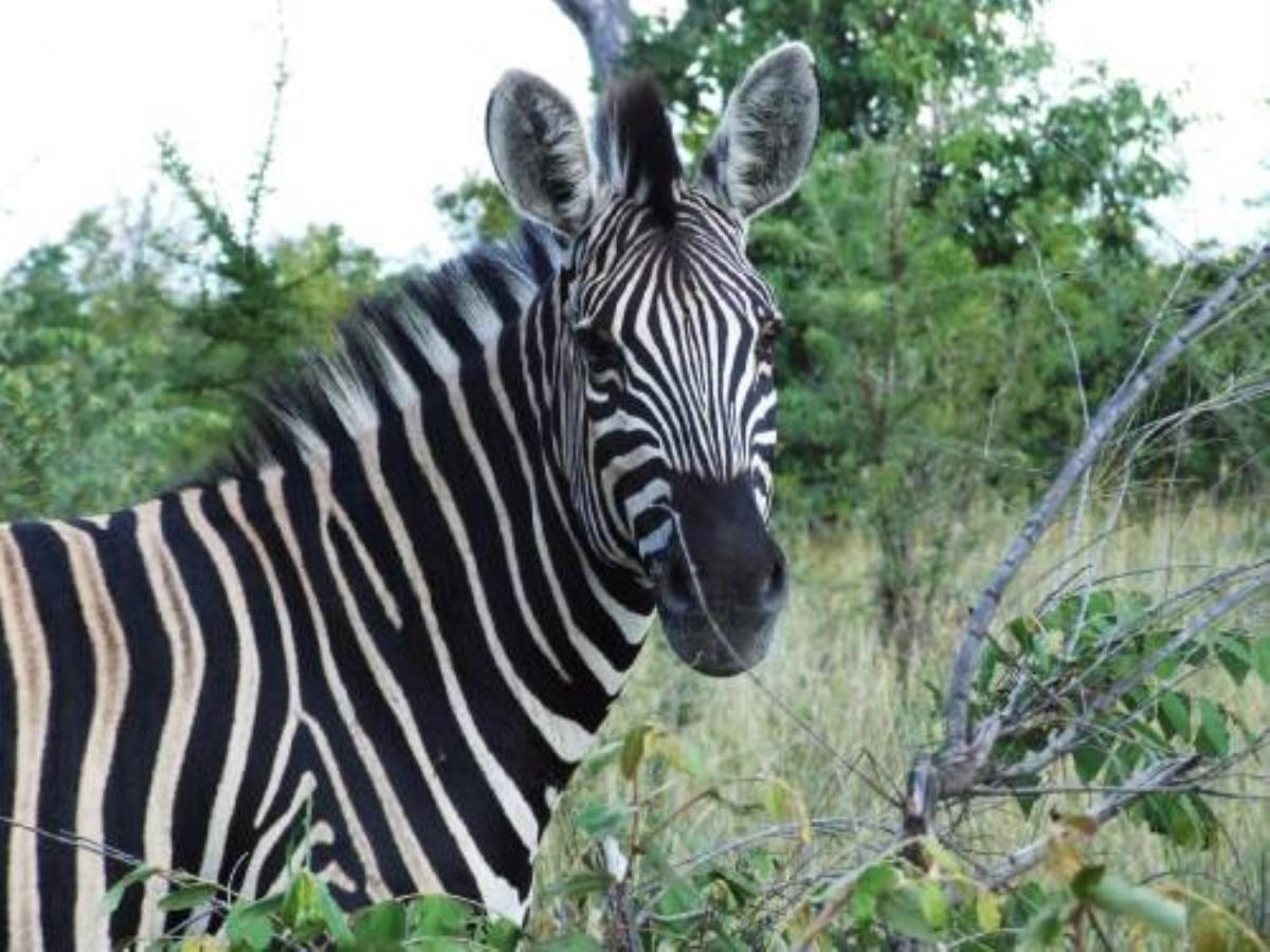 Shikwari Nature Reserve Hoedspruit Exterior photo